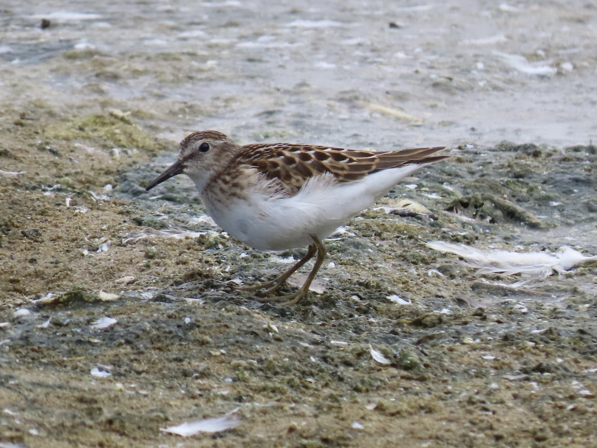 Least Sandpiper - ML607703451