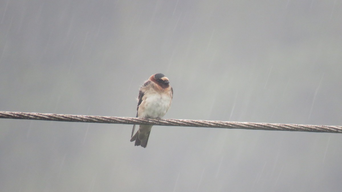 Cliff Swallow - ML607703771