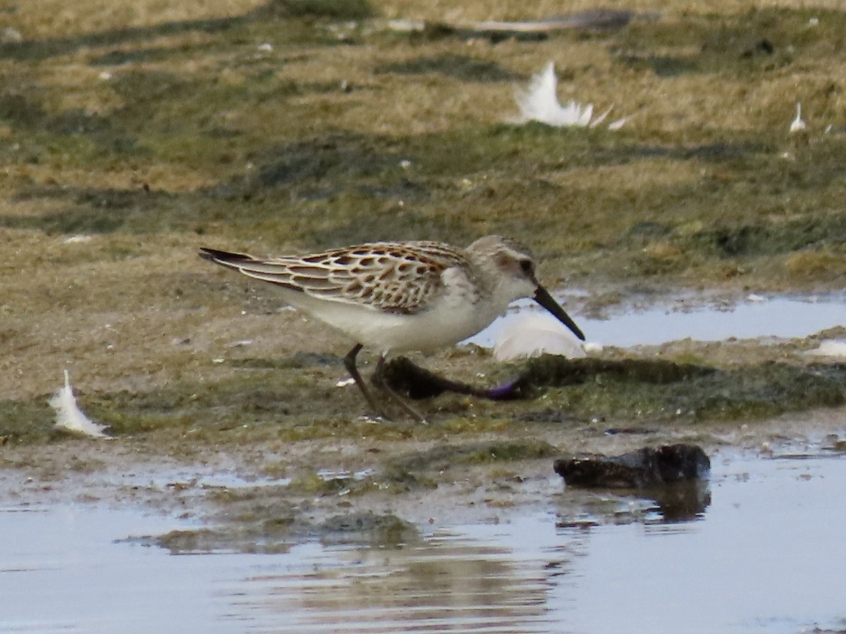 Western Sandpiper - ML607703871