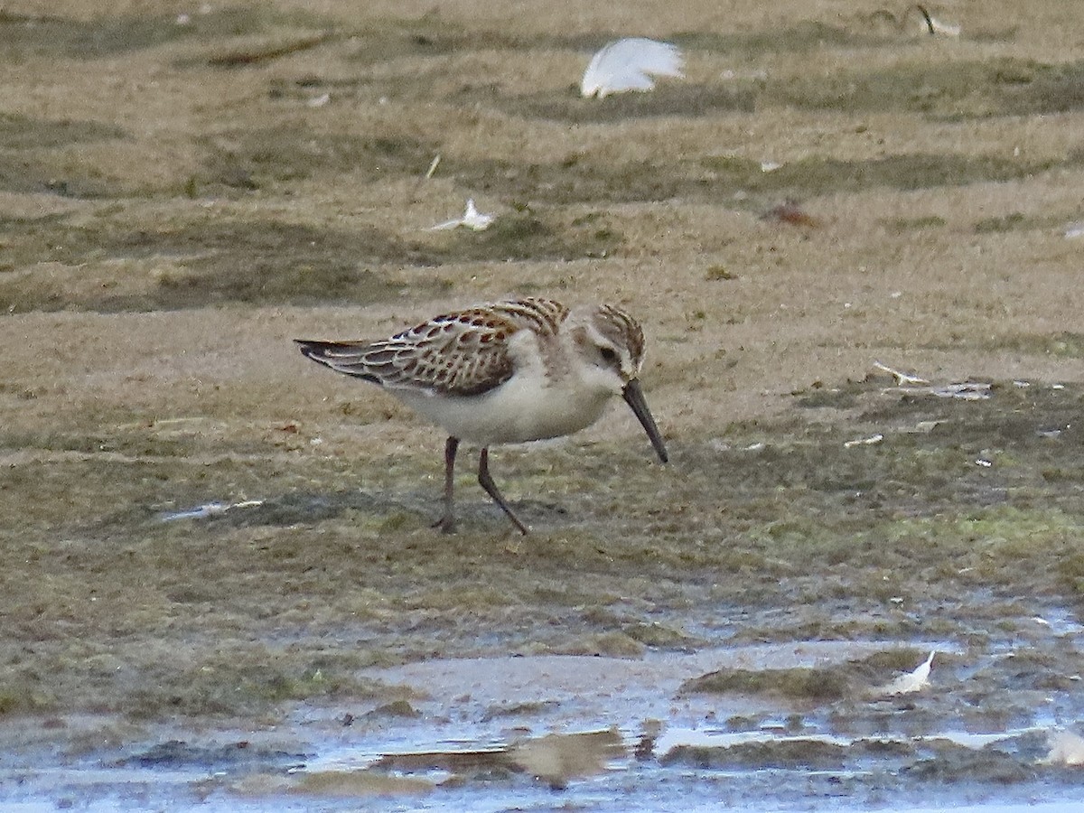 Western Sandpiper - ML607703881