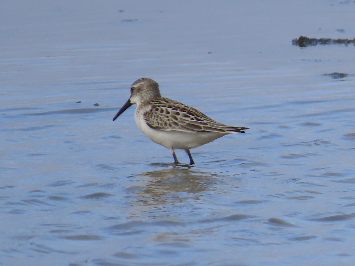Western Sandpiper - ML607703891
