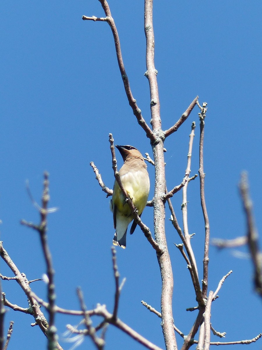 Cedar Waxwing - ML607703971