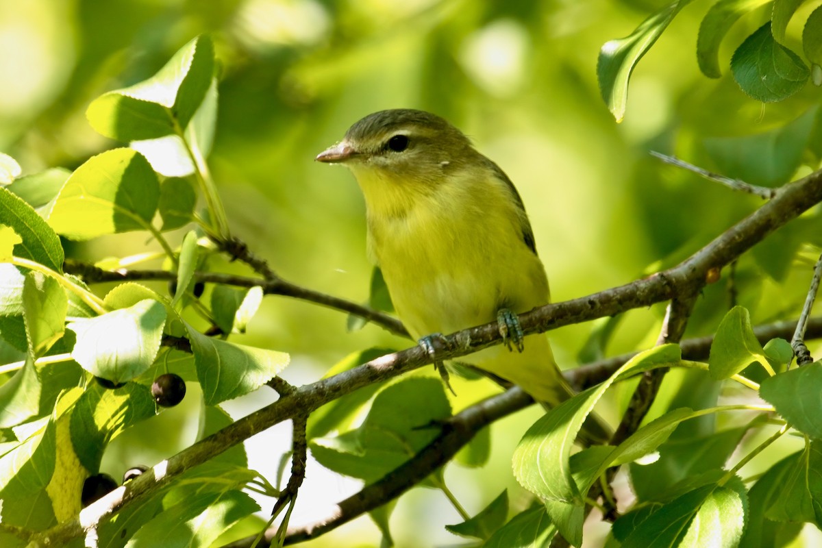 Philadelphia Vireo - ML607704301