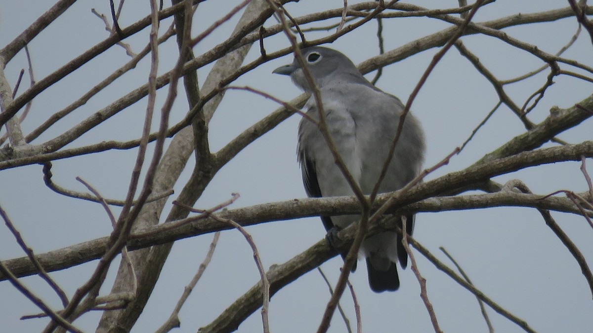 Snowy Cotinga - Rogers "Caribbean Naturalist" Morales