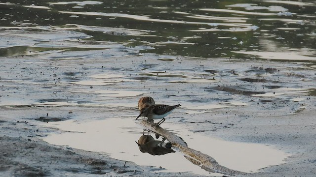 Least Sandpiper - ML607704941