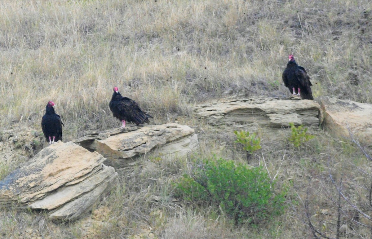 Turkey Vulture - ML607705171