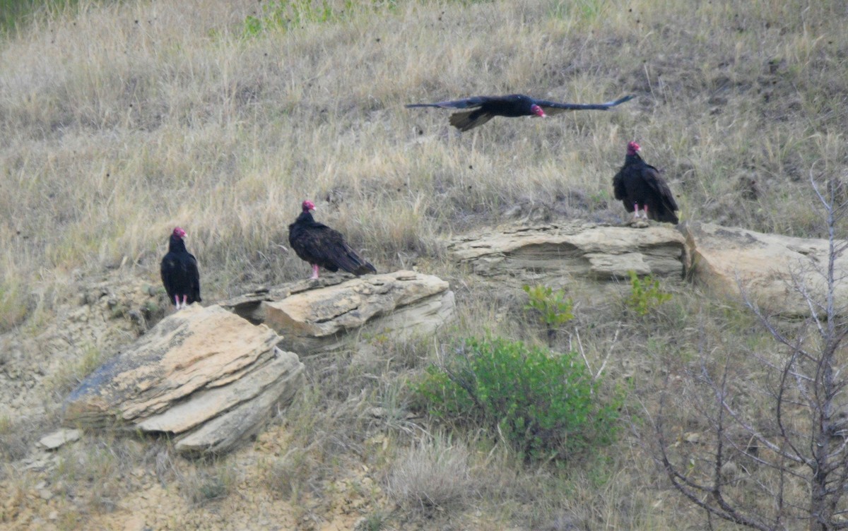 Turkey Vulture - mark perry