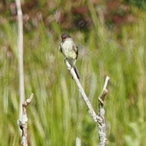 Eastern Phoebe - ML607706111