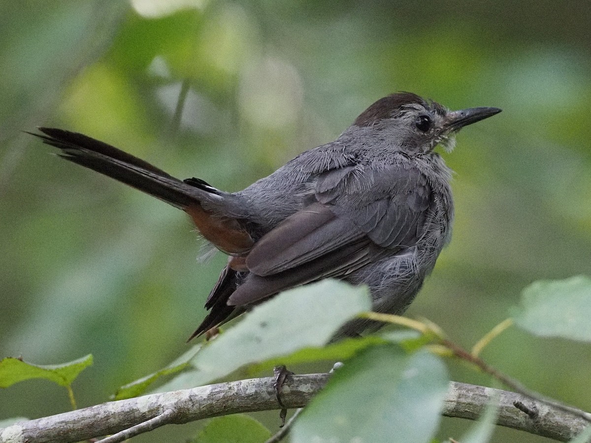 Gray Catbird - Milton Paul