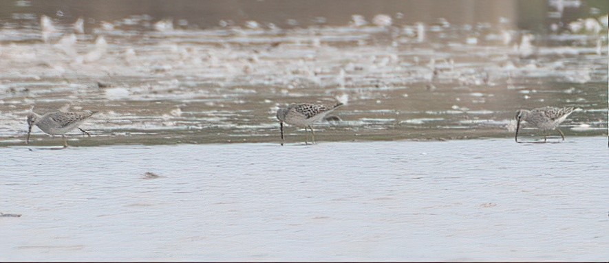 Stilt Sandpiper - ML607706531