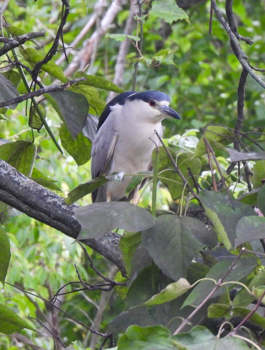 Black-crowned Night Heron - Jennifer Wilson-Pines