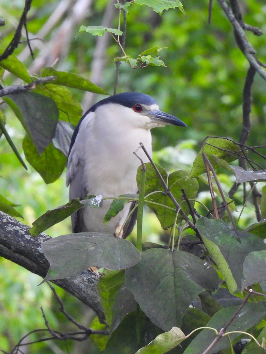 Black-crowned Night Heron - ML607706581