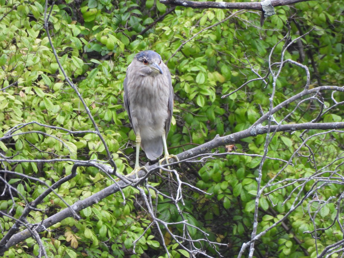 Black-crowned Night Heron - Jennifer Wilson-Pines