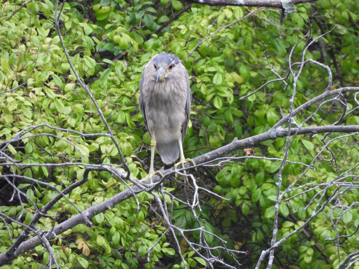 Black-crowned Night Heron - ML607706601