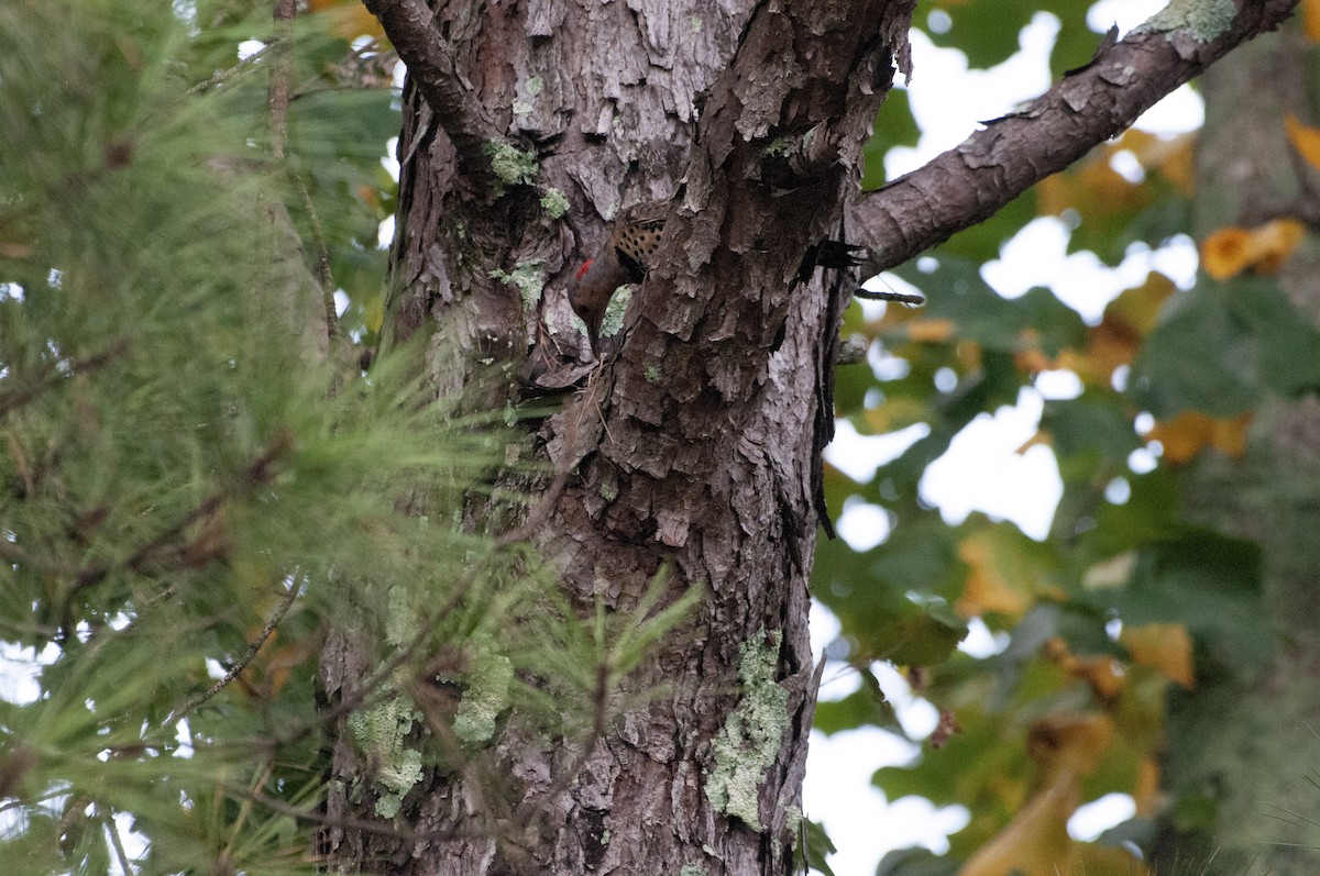 Northern Flicker - Ben Martin Mortimer