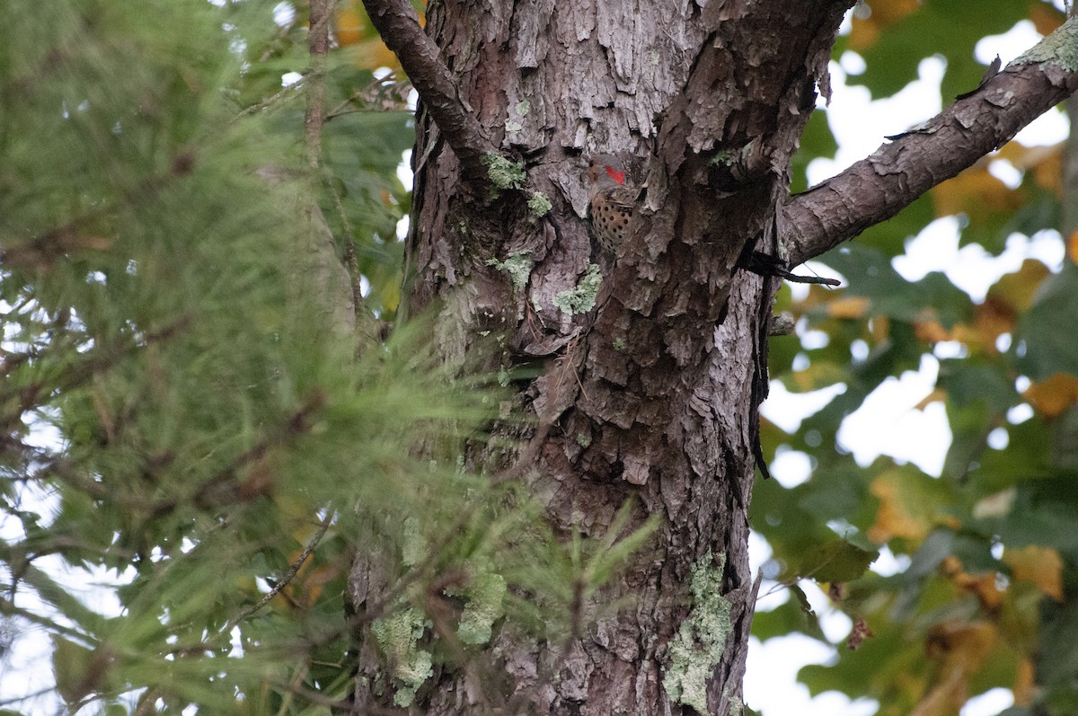 Northern Flicker - ML607708731