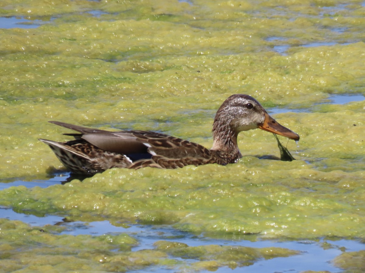 Mallard - Alane Gray