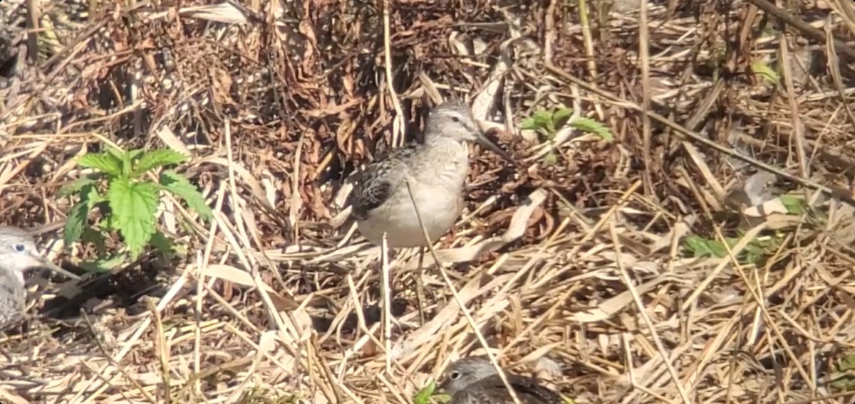 Stilt Sandpiper - ML607709431