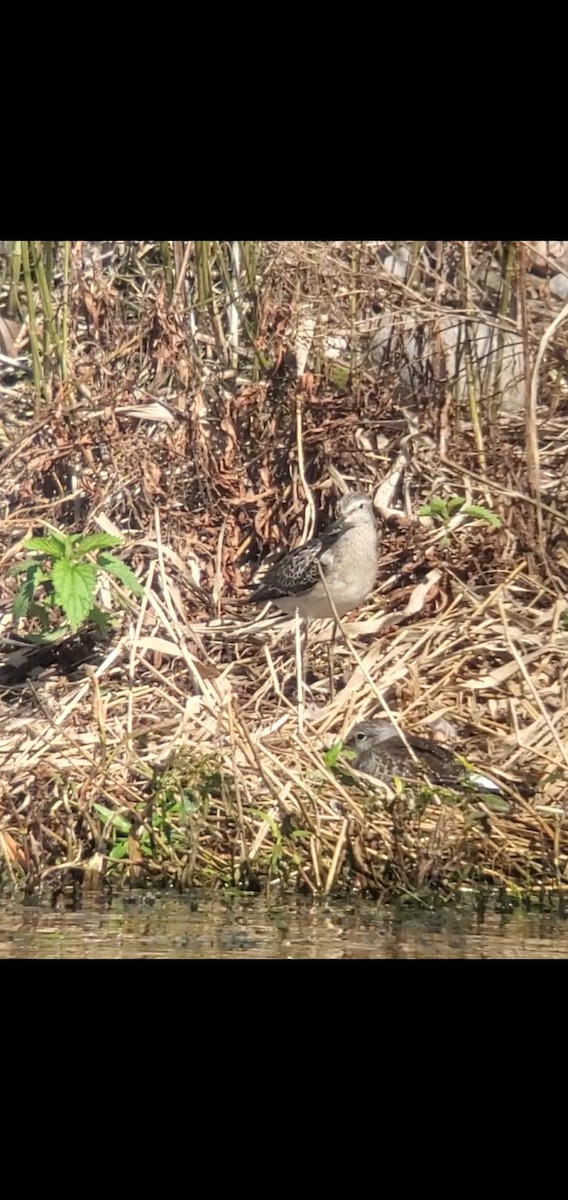 Stilt Sandpiper - ML607709501