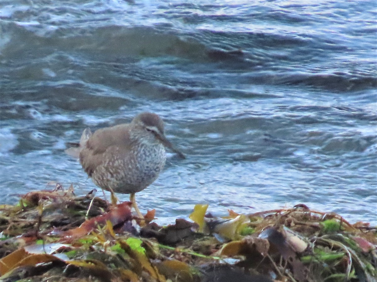 Wandering Tattler - ML607710611