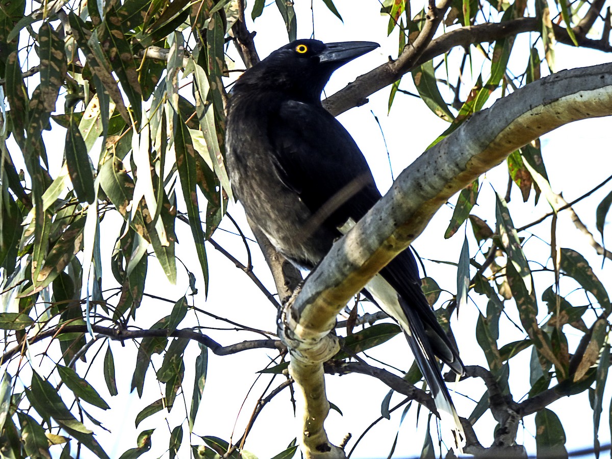 Pied Currawong - ML60771161