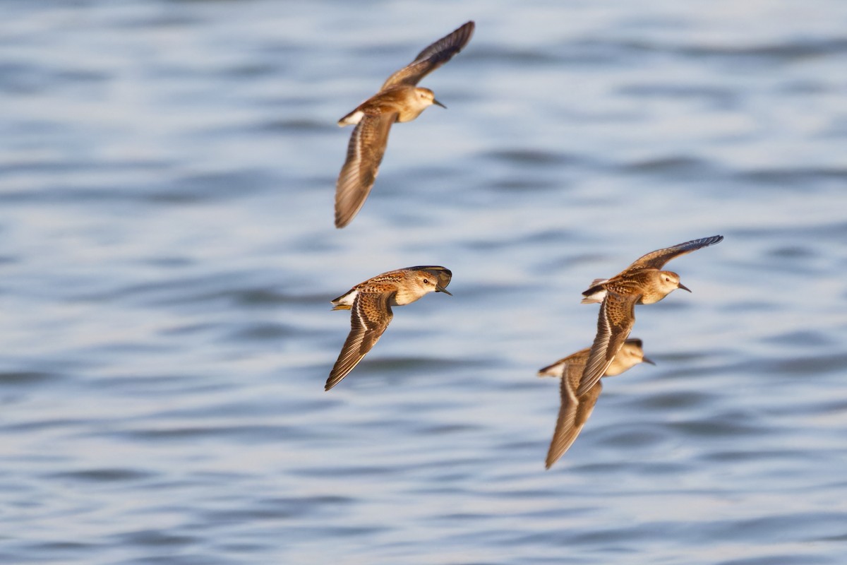 Least Sandpiper - ML607712081