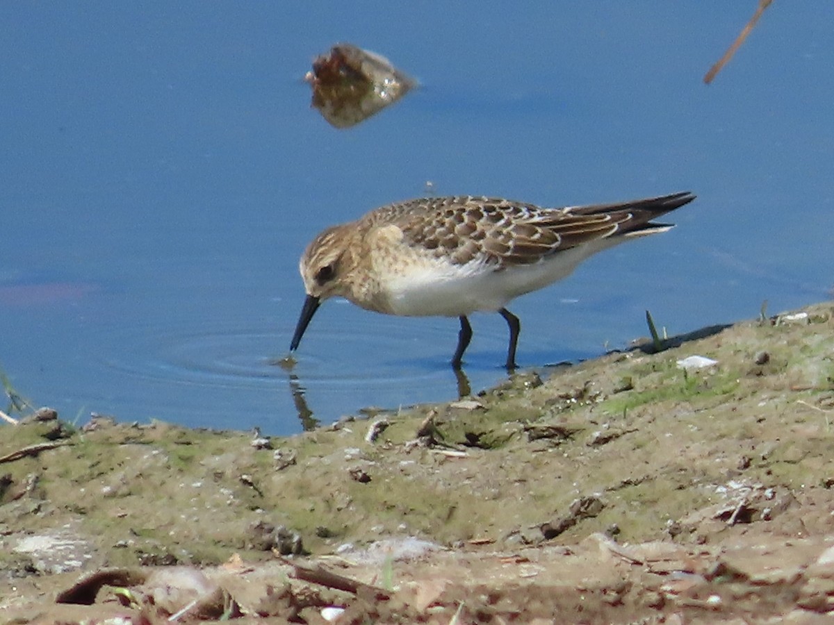 gulbrystsnipe - ML607712841