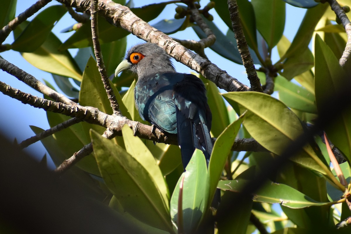 Chestnut-bellied Malkoha - ML607713351