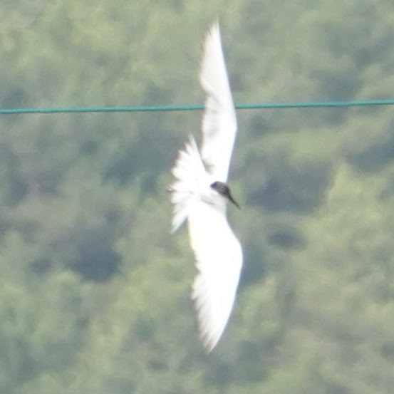 Gull-billed Tern - Filipe Ribeiro