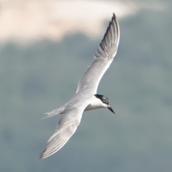 Gull-billed Tern - Filipe Ribeiro