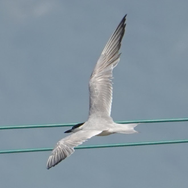 Gull-billed Tern - ML607713541