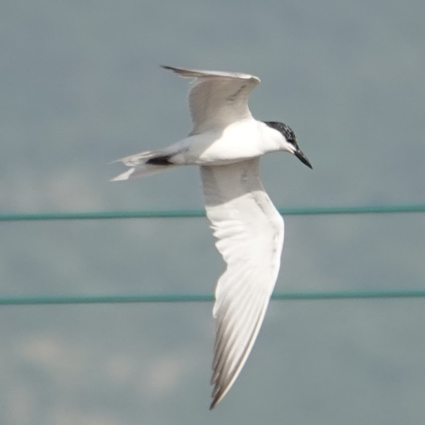 Gull-billed Tern - ML607713551