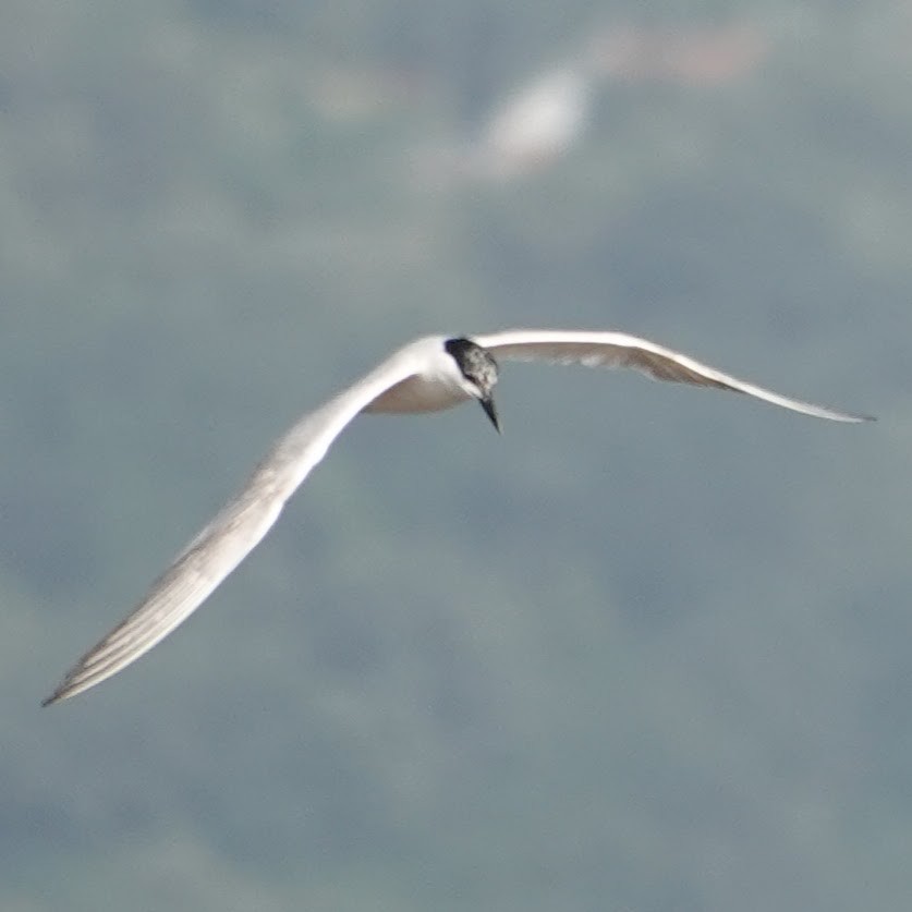 Gull-billed Tern - ML607713561