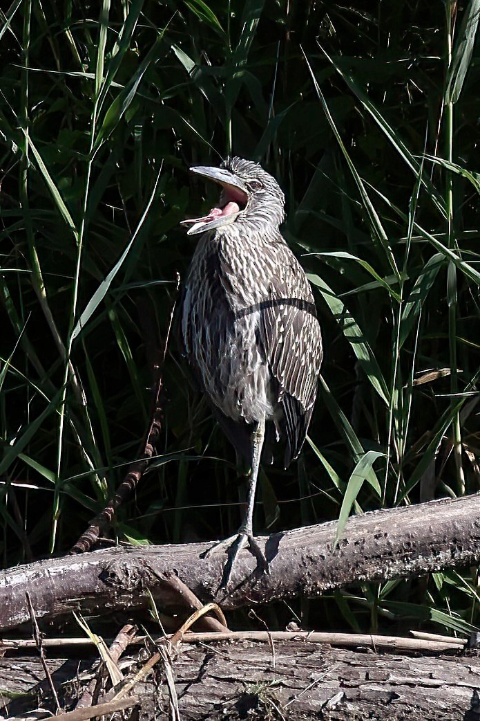 Yellow-crowned Night Heron - ML607713581