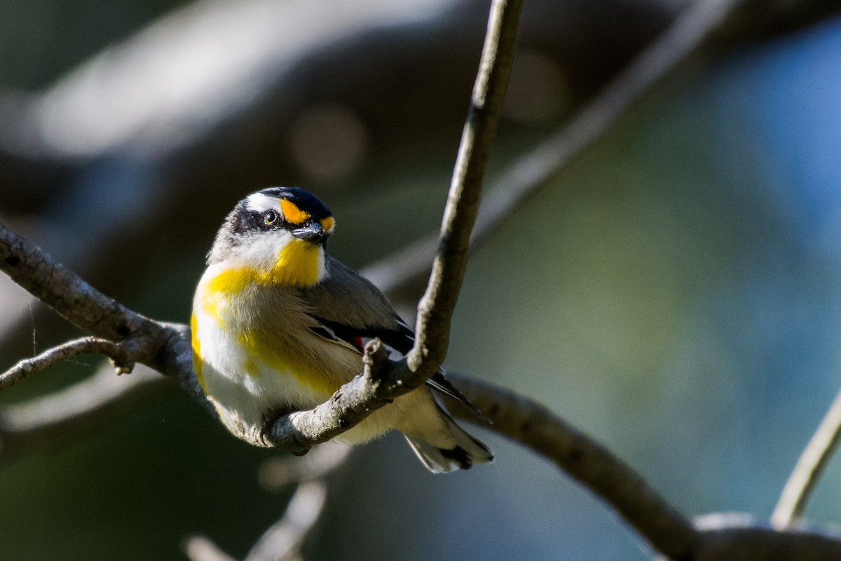 Pardalote Estriado - ML60771431