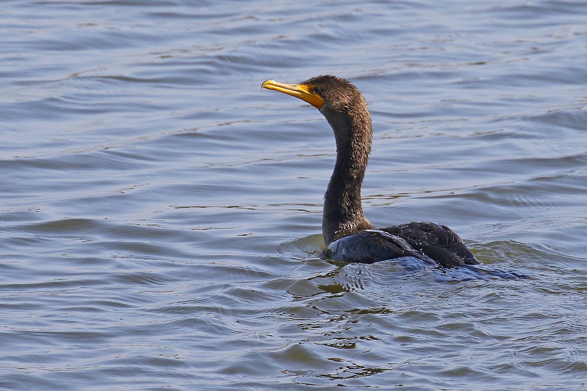 Double-crested Cormorant - ML607714391