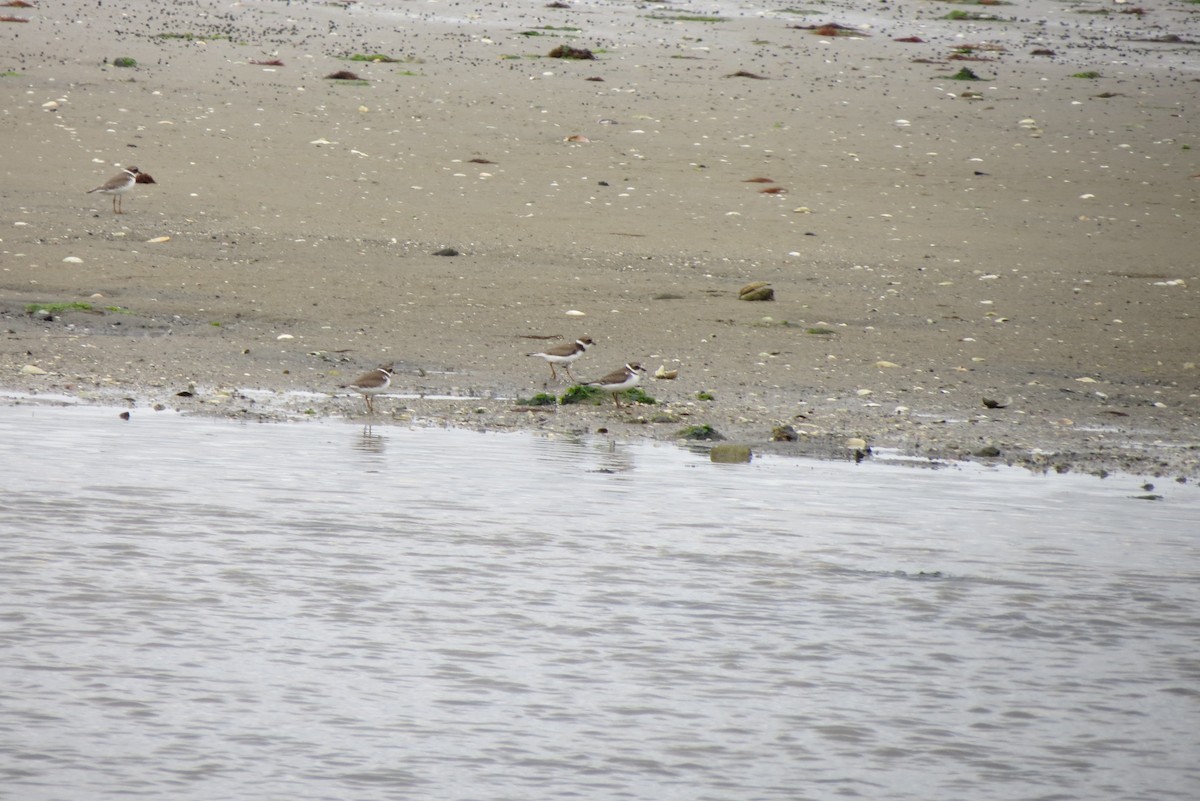 Semipalmated Plover - ML607714881