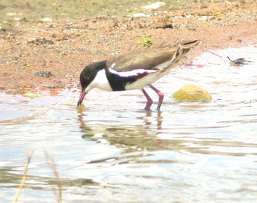 Red-kneed Dotterel - Peter Woodall