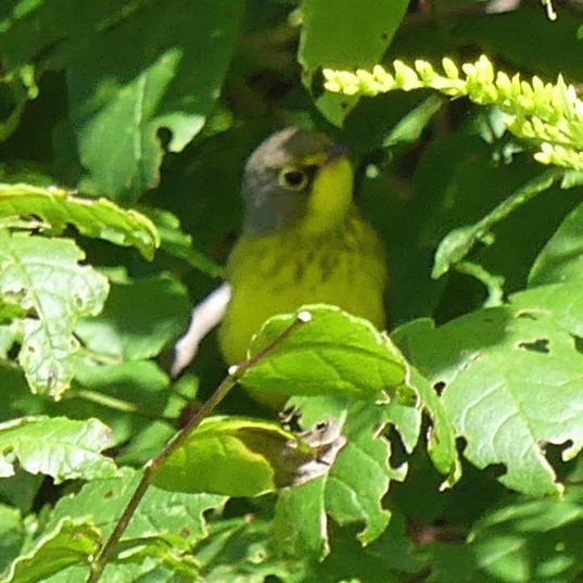 Canada Warbler - ML607715741