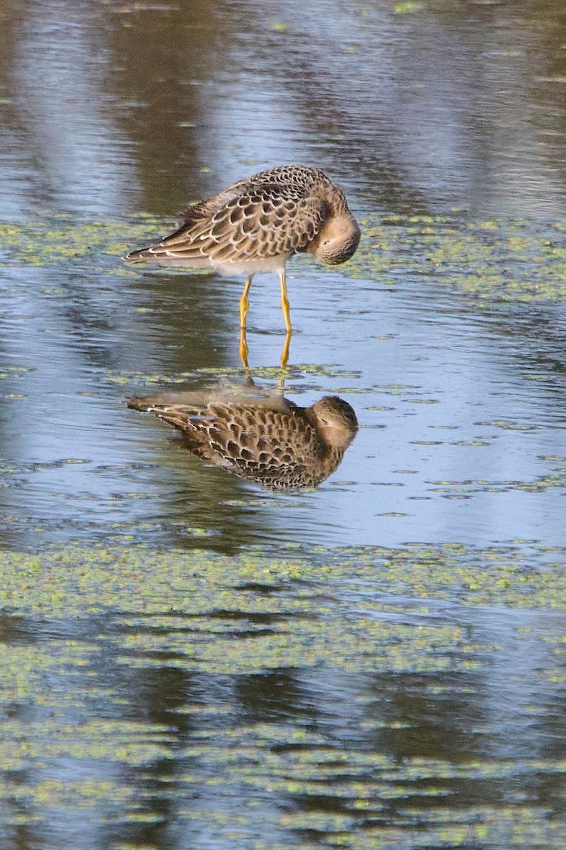 Buff-breasted Sandpiper - ML607716451