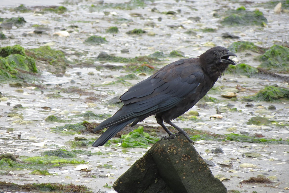 American Crow - ML607716501