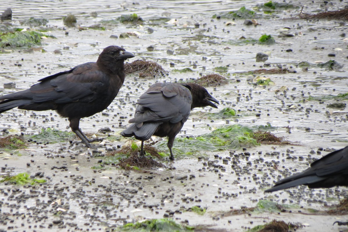 American Crow - ML607716521