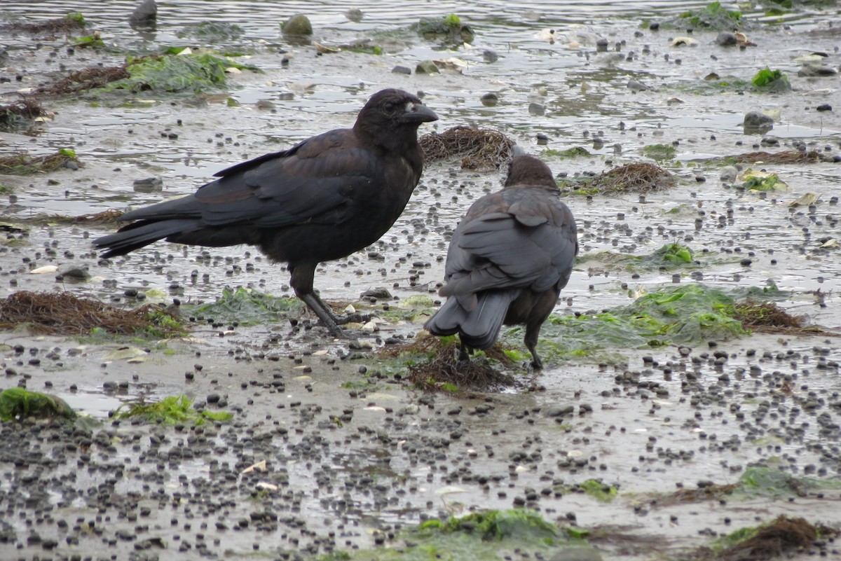 American Crow - ML607716571