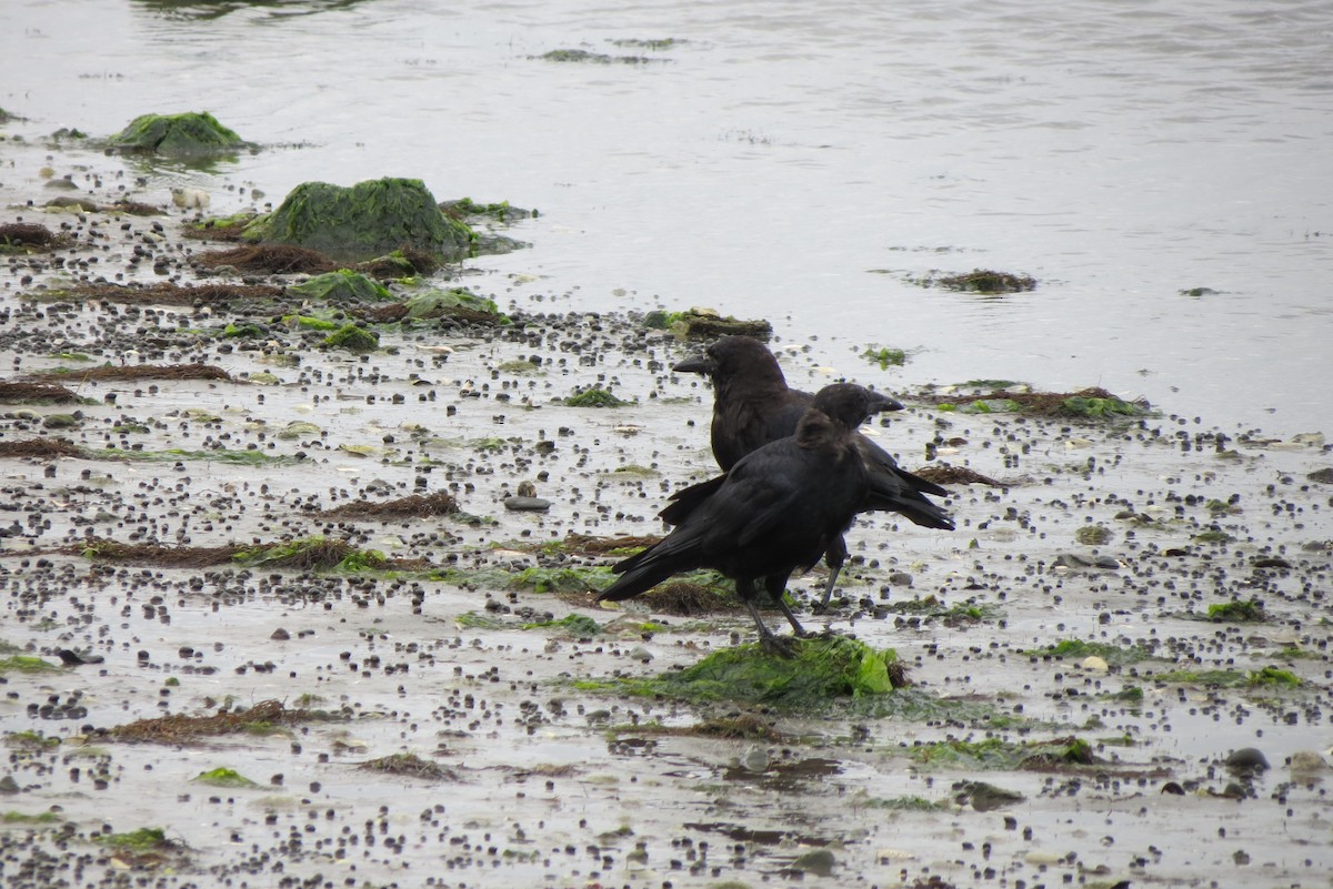 American Crow - ML607716581