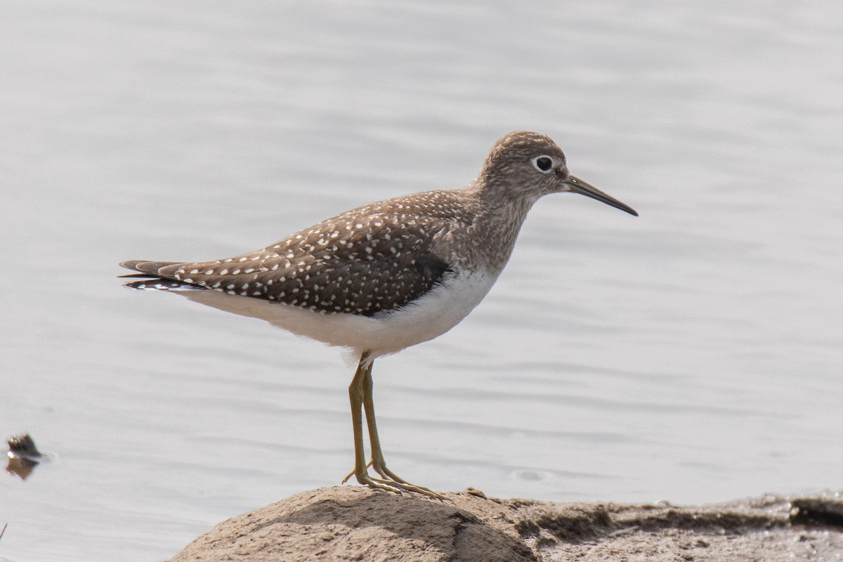 Solitary Sandpiper - ML607716871