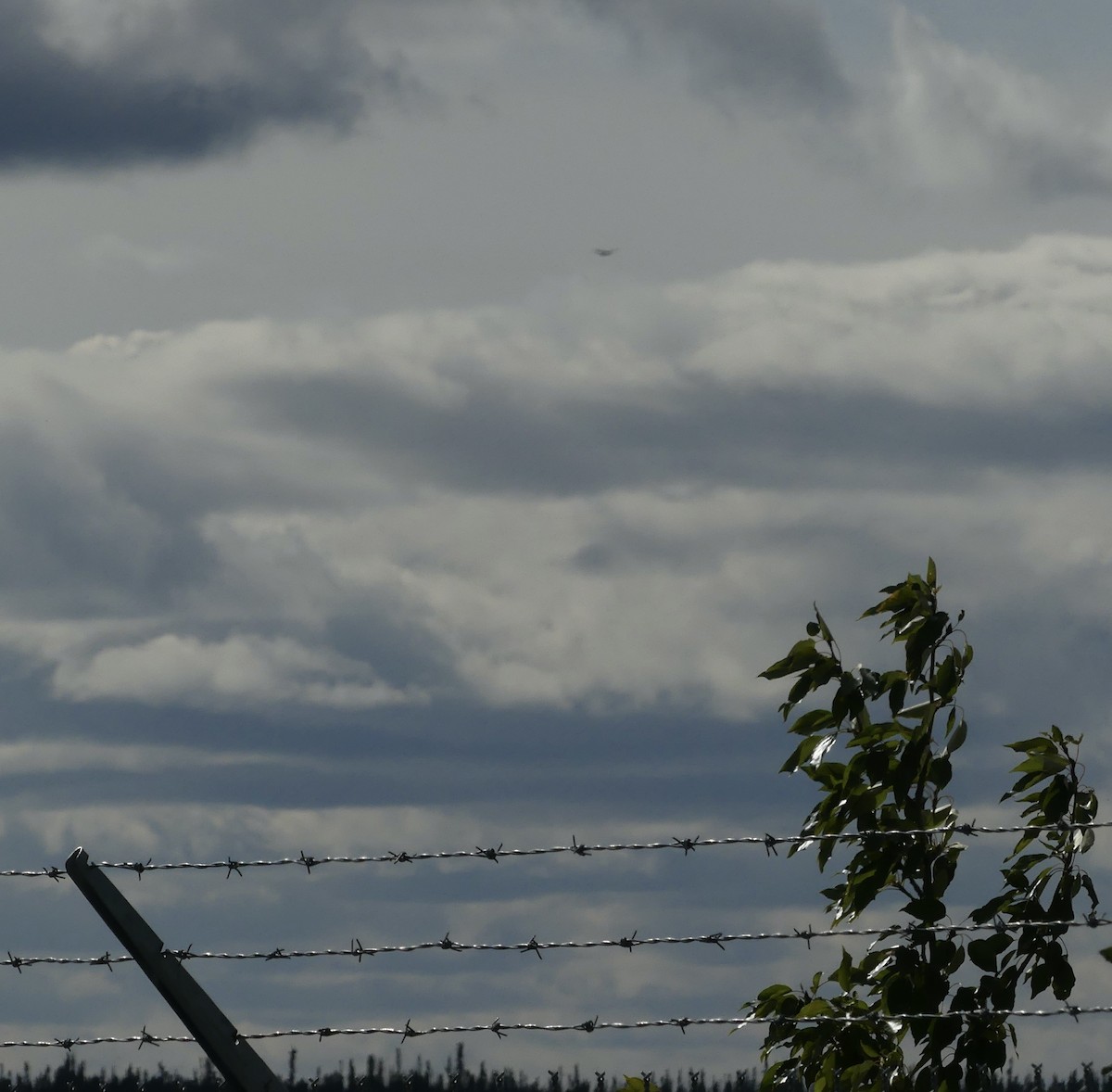 Swainson's Hawk - ML607717321