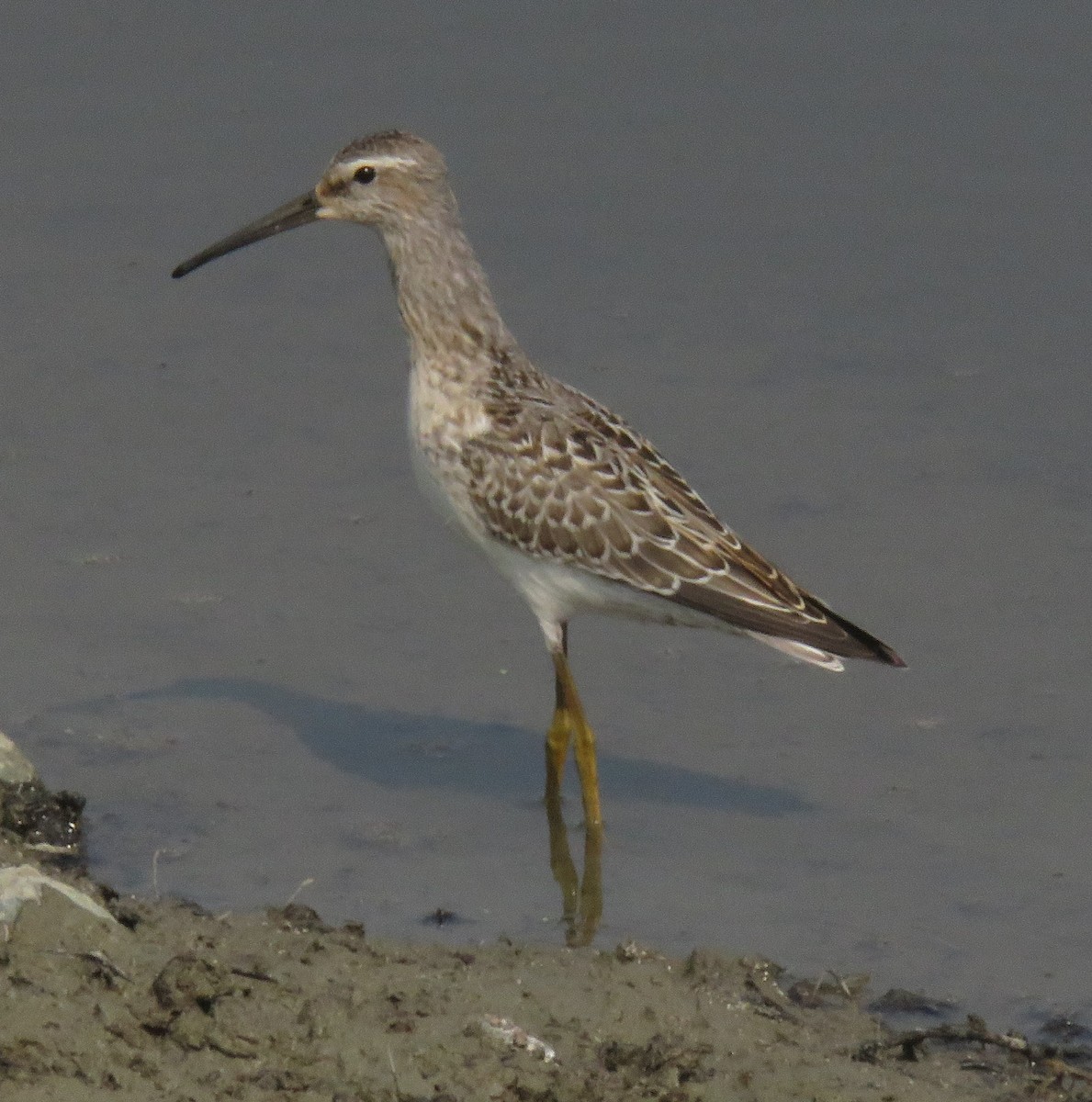 Stilt Sandpiper - ML607717851