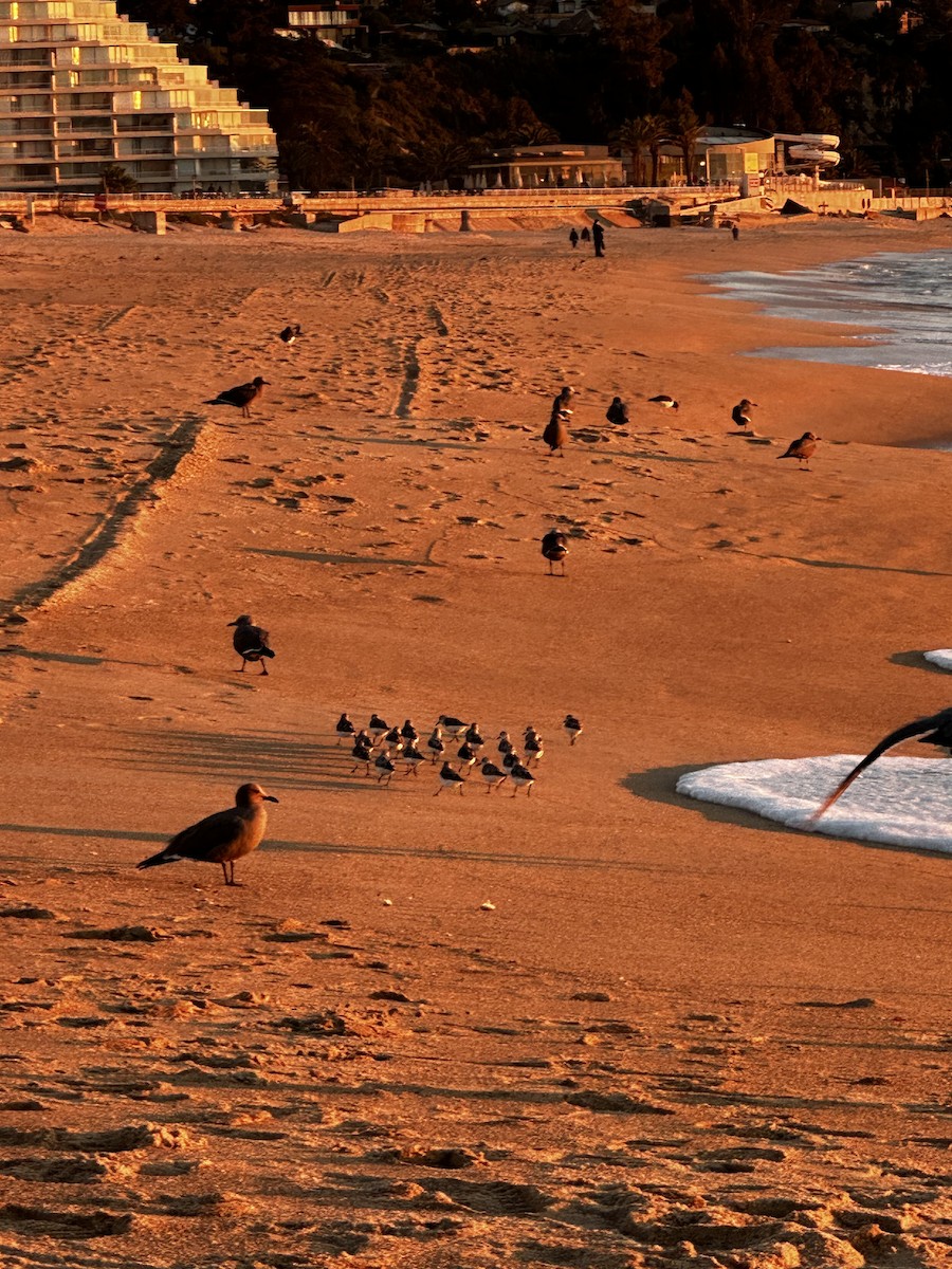 Sanderling - ML607718121