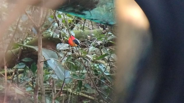 Band-tailed Manakin - ML607718501