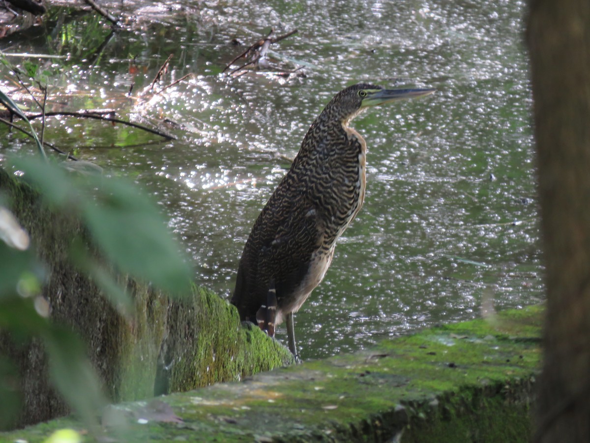 Bare-throated Tiger-Heron - ML607719171